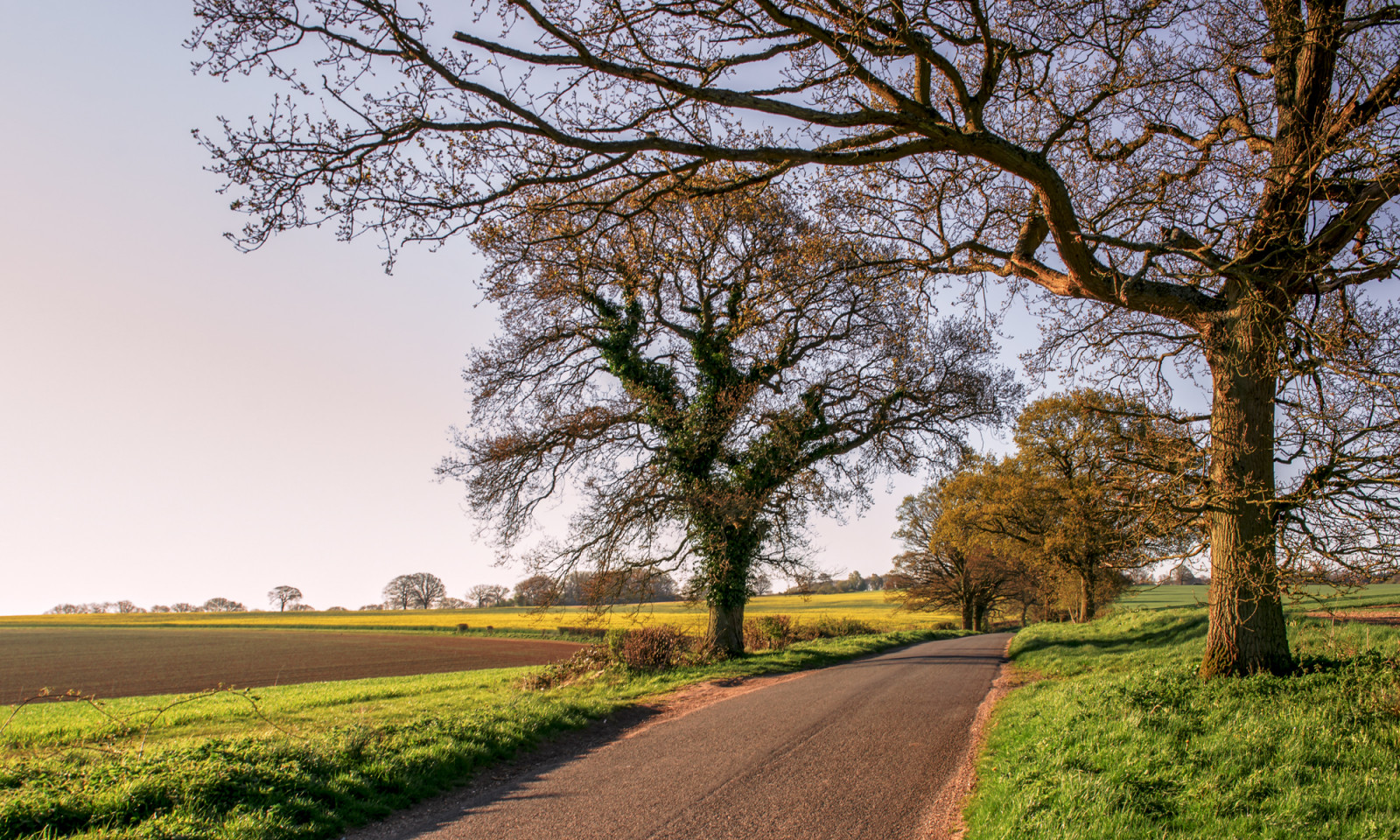 slunečnímu záření, stromy, krajina, Příroda, tráva, nebe, pole, silnice, větev, svítání, ráno, cesta, plodiny, jaro, řepkového, strom, podzim, list, lučina, rostlina, pastvina, louka, plantáž, sigma, prostý, Wiltshire, prérie, háj, oilseedrape, venkov, počítač tapeta, dřevina, tráva rodina, sonya850, Chisbury, Sigma2470lens, Dxofilmpack4, 12 měsíců