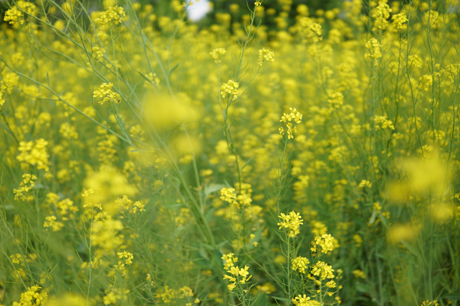 Japan, sollys, mad, Mark, gul, Sony, Tokyo, RX1R, Jp, Raps, blomst, græsarealer, plante, Zeiss, raps, landbrug, eng, rx, RX1, rx1rm2, rx1rmark2, showakinenpark, wildflower, prærie, afgrøde, fremstille, jord plante, blomstrende plante, græs familie, grøntsag, kål, sennep, sennep plante, Brassica rapa, sennep og kål familie