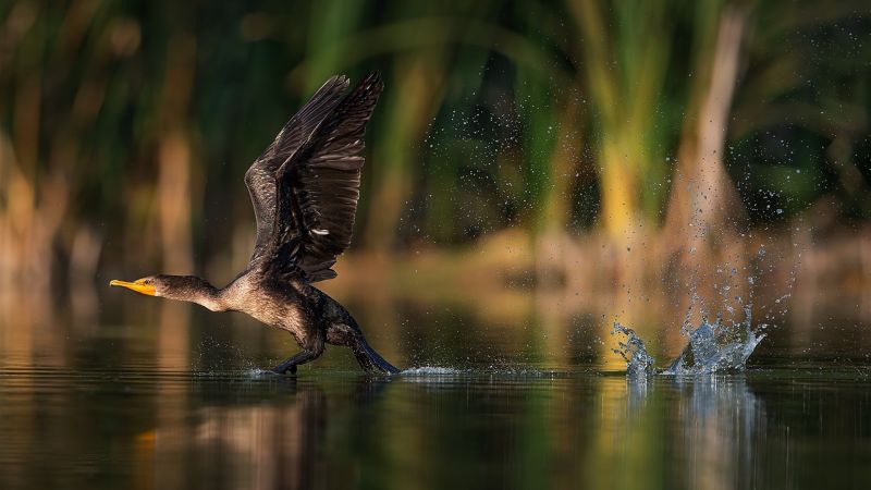 Tiere,Wasser,Natur,Betrachtung,Tierwelt,Vögel