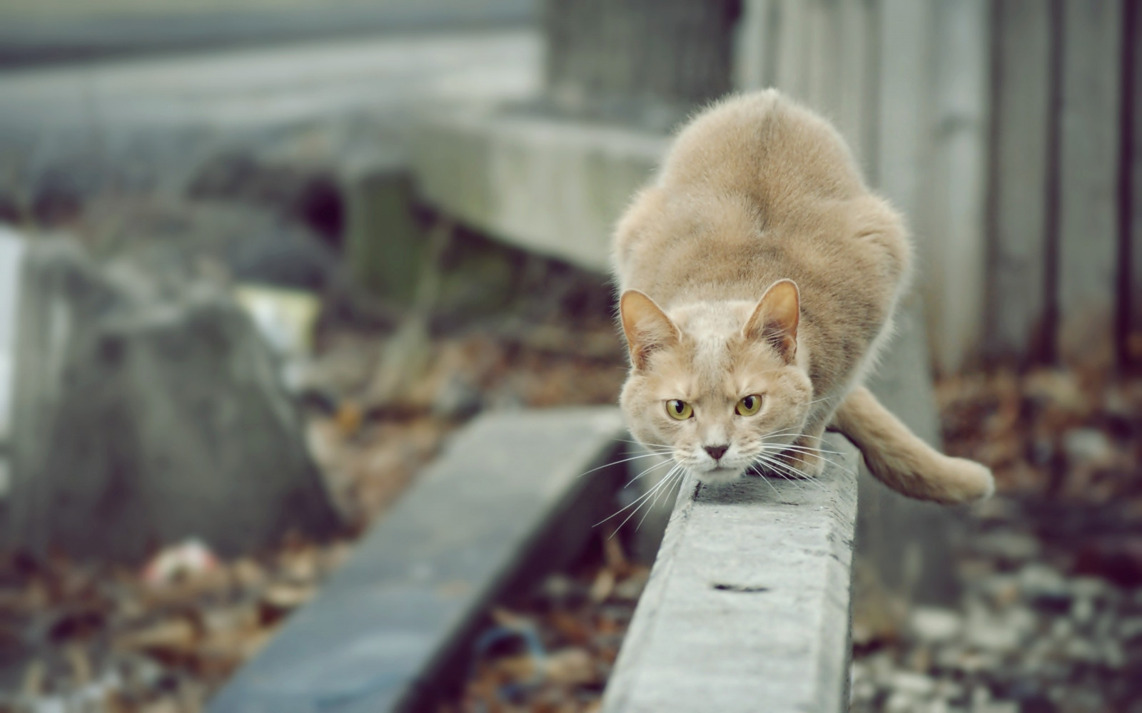 Кот, Бакенбарды, атака, Котенок, Прыгать, Фауна, Млекопитающее, Позвоночный, Кошка как млекопитающее, От маленьких до средних кошек, внимание, Готовность