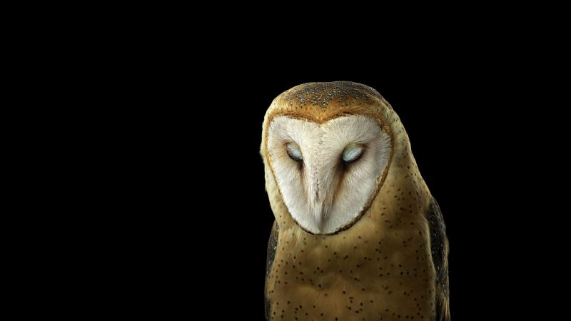 ptactvo, zvěř, jednoduché pozadí, Příroda, fotografování, sochařství