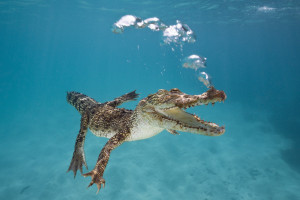 爬虫類 デスクトップ壁紙 デスクトップ壁紙 Wallhere