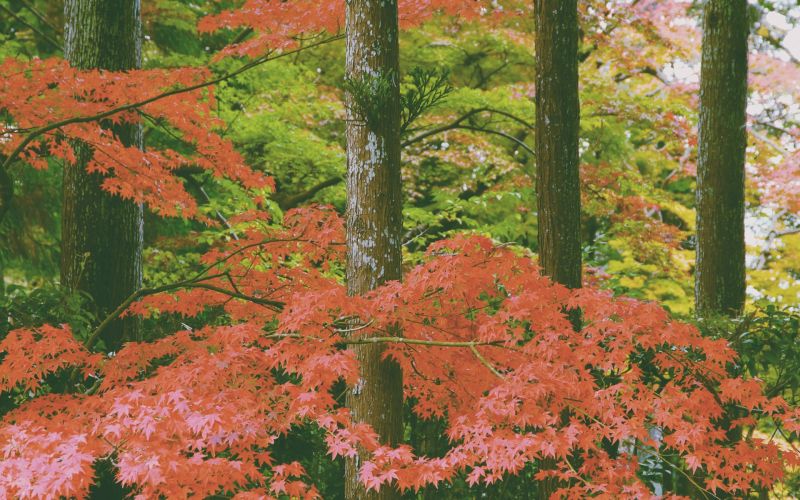 Bos, vallen, bladeren, tuin-, boom, herfst Bos, vallen, bladeren, tuin-, boom, herfst