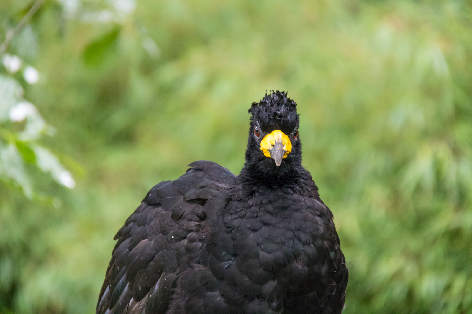Tyskland, dyreliv, rovfugl, Zoo, ørn, næb, Berlin, dyr, fugl, djur, tyskland, deutschland, zoologiske, berlinszoo, f gel, berlinzoo, zooberlin, Djurpark, barefacedcurassow, craxfasciolata, guln bbadhocko, fauna, hvirveldyr, Grib