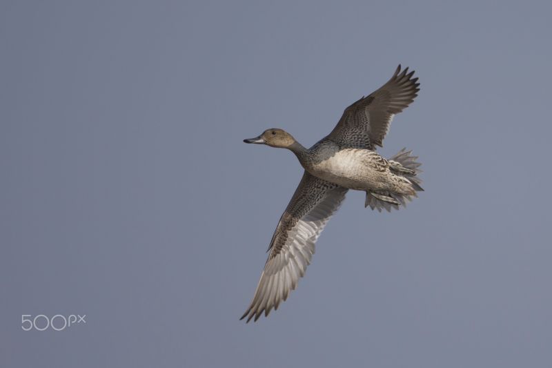 birds, duck, animals, photography, wildlife, beak birds, duck, animals, photography, wildlife, beak