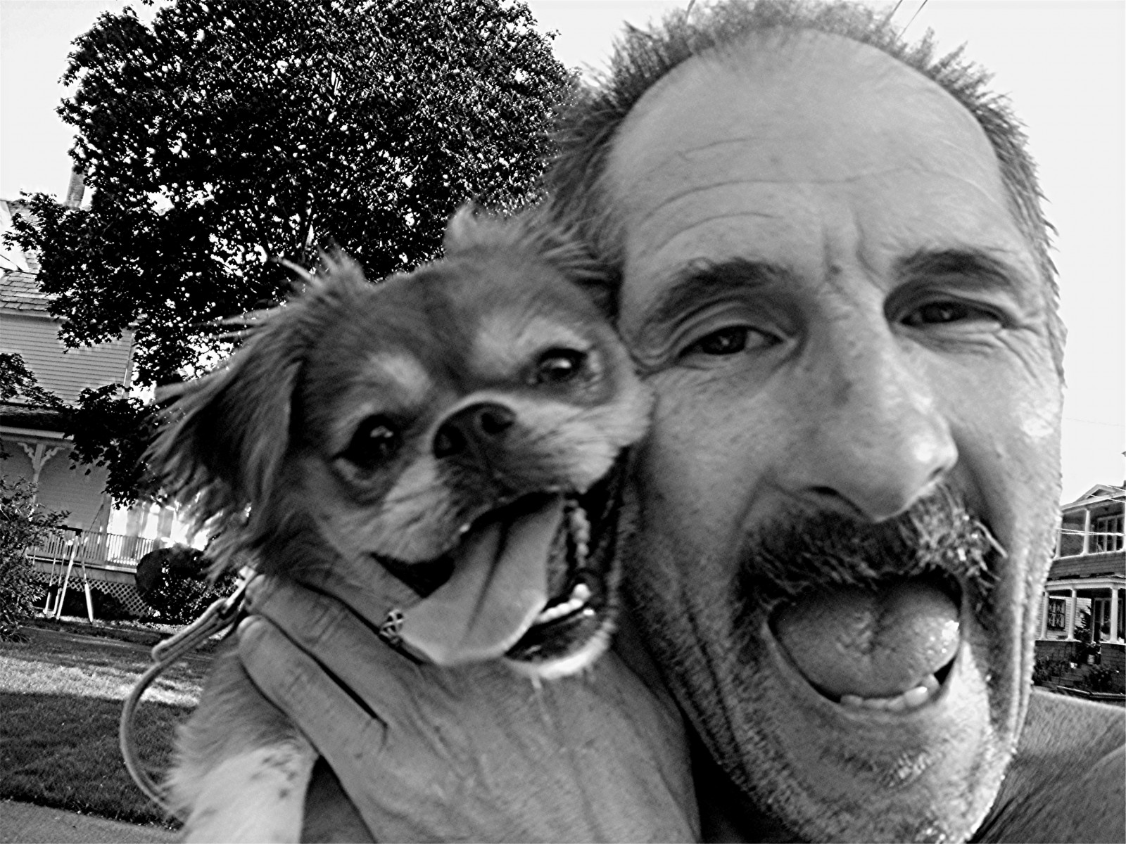 Pes, Černý a bílý, pes jako savec, psí plemeno, savec, nos, obratlovců, monochromatické fotografování, čenich, oko, fotografování, orgán, černobílý, companion dog, štěně, psí plemeno skupina, ucho, usměj se, portrétní fotografie, štěněcí láska, carnivoran