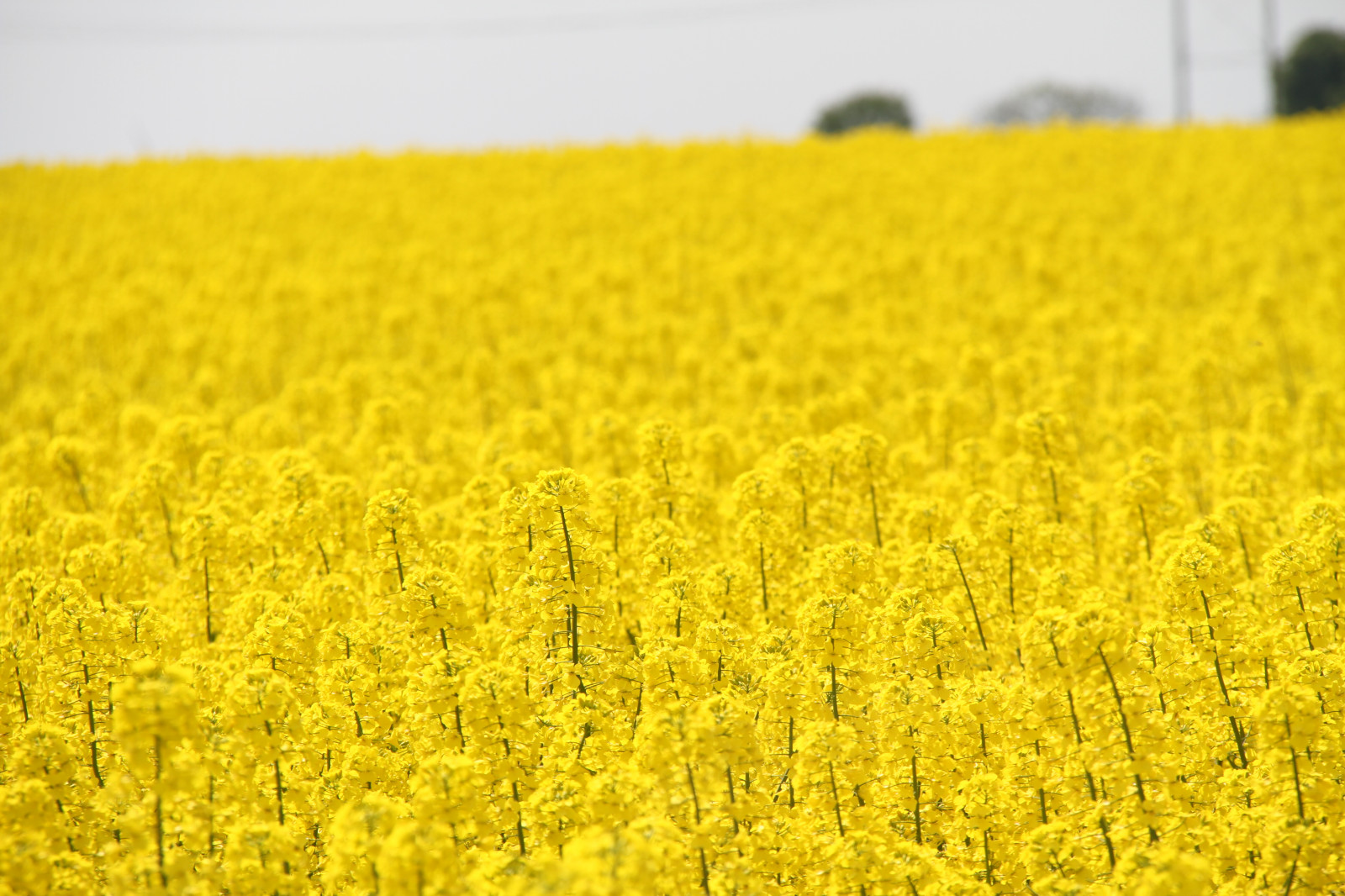 Wallpaper : landscape, field, yellow, Rapeseed, flower, countryside ...