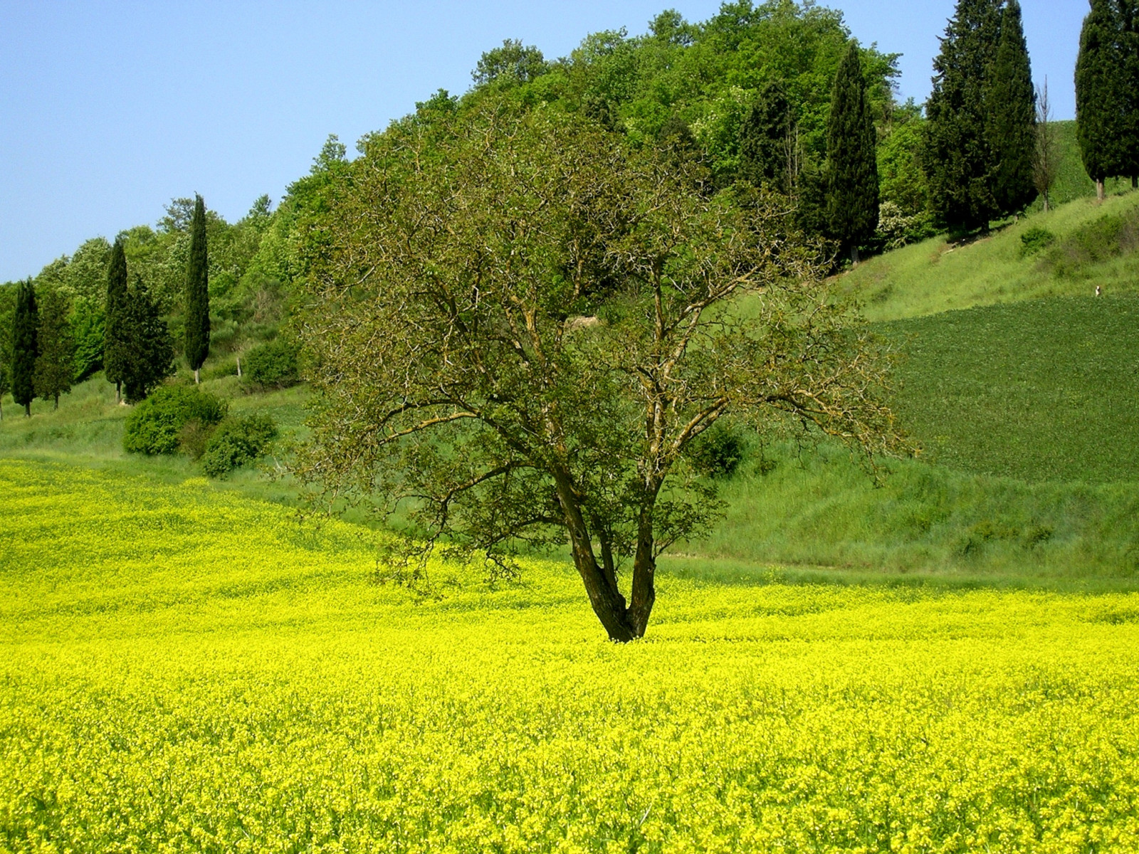 květiny, strom, pole, žlutý, země, Volterra, Campagna, Toskánsko, campo, fiori, toscana, albero, paesaggio, collina, Italové, fiorigialli, 10faves, superhearts, xalgiox