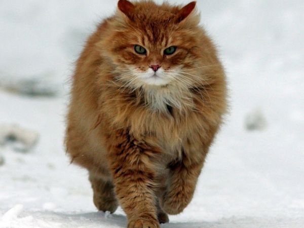 котка, мустаци, дива котка, коте, фауна, бозайник
