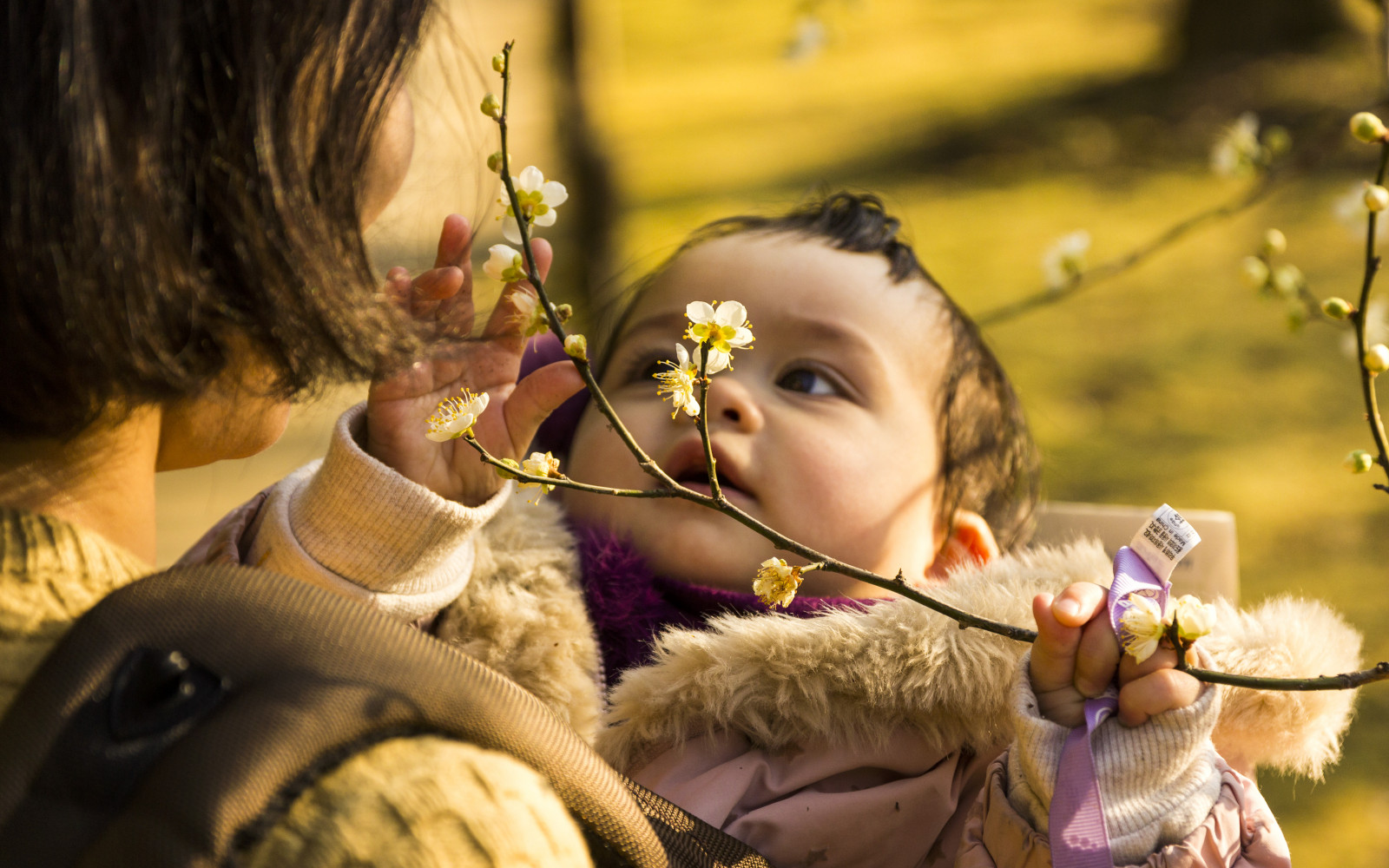 Korakuen, Okayama, prefektura, Honsu, Japonsko, Nippon, Japon, viaje, jardin, zahrada, flor, květ, dítě, Krásná, Příroda, portrét, Haru, dcera, Kánon, 600D, sigma1770, jíst, 2017, zima