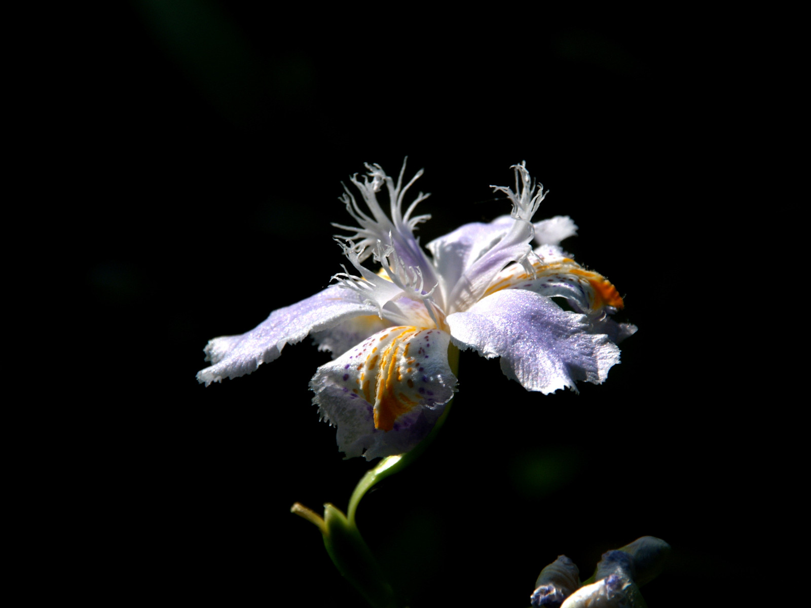 Duhovka, japonica, flickrdiamond, sunrays5