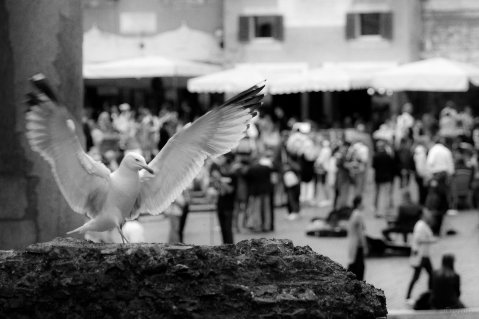 hvid, monokrom, gade, vinger, fotografering, bw, måge, fotografi, dans, sort og hvid, monokrom fotografering