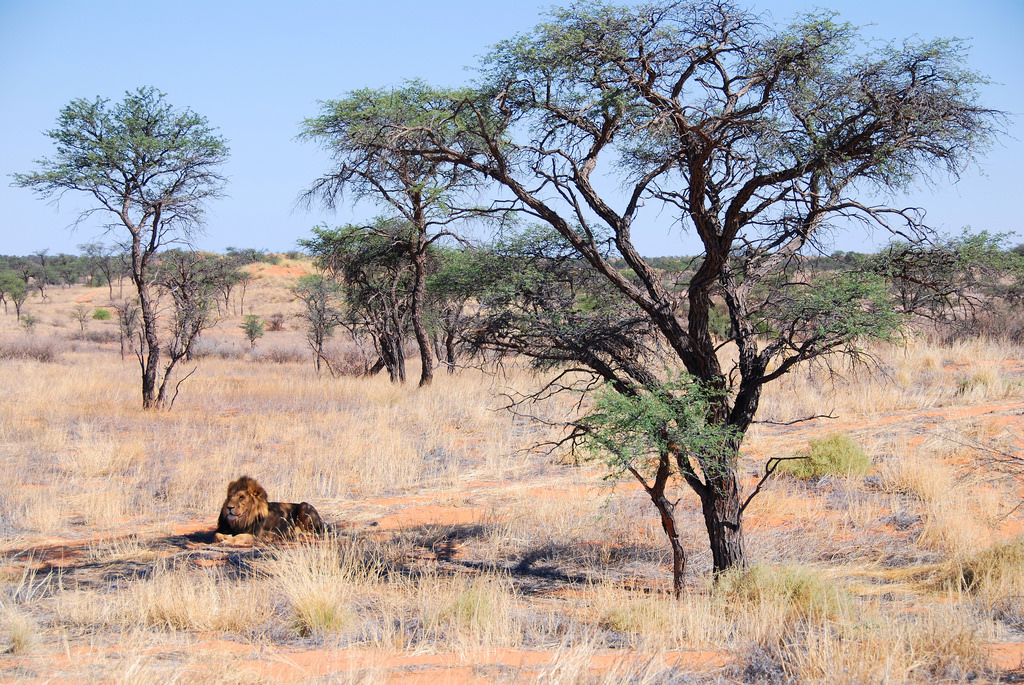 krajina, tráva, nebe, lev, Volně žijících živočichů, národní park, divočina, paysage, přírodní rezervace, Namibie, step, fauve, strom, zvíře, lučina, pastvina, vegetace, Safari, stádo, prostý, abigfave, theperfectphotographer, fauna, platinumphoto, Afrique, faune, animaux, prérie, Sauvage, ekosystém, biome, savana, křoviny, ekoregion, Namibie, kalahari, plant community