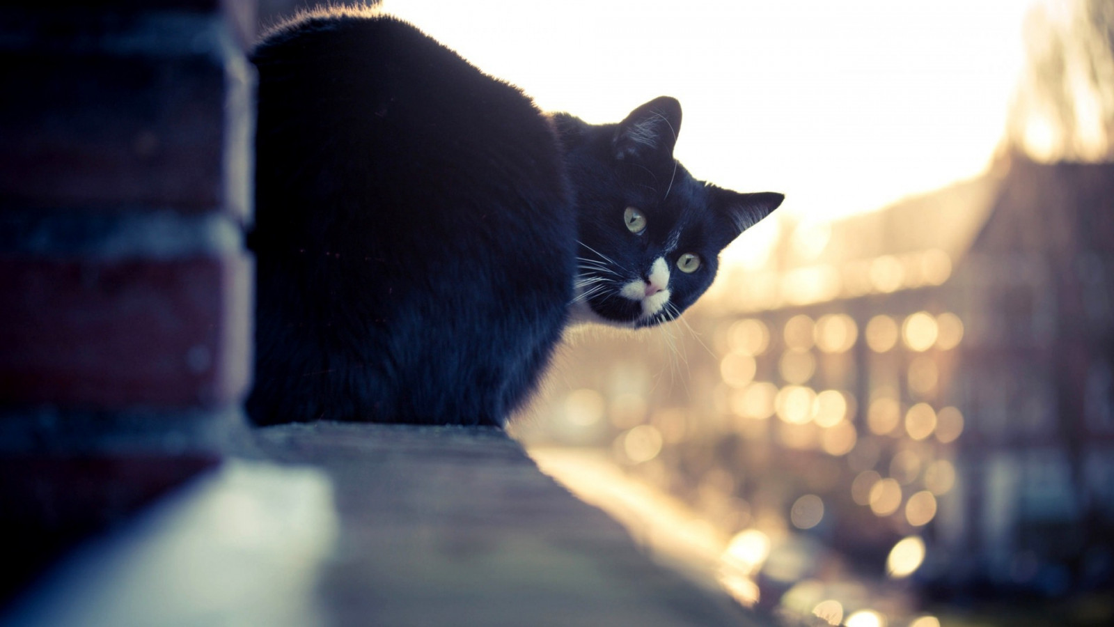 デスクトップ壁紙 日光 ネコ 青 ボケ 思い返す 黒猫 色 闇 哺乳類 スナップショット 19x1080 Px 哺乳動物のような猫 中型から中型の猫 19x1080 Wallup デスクトップ壁紙 Wallhere