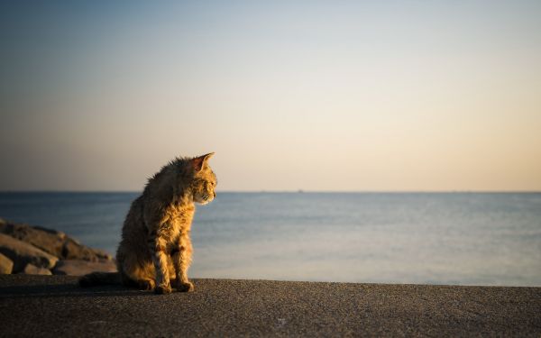 2560x1600 px, animal, animals, beautiful, cat, cats