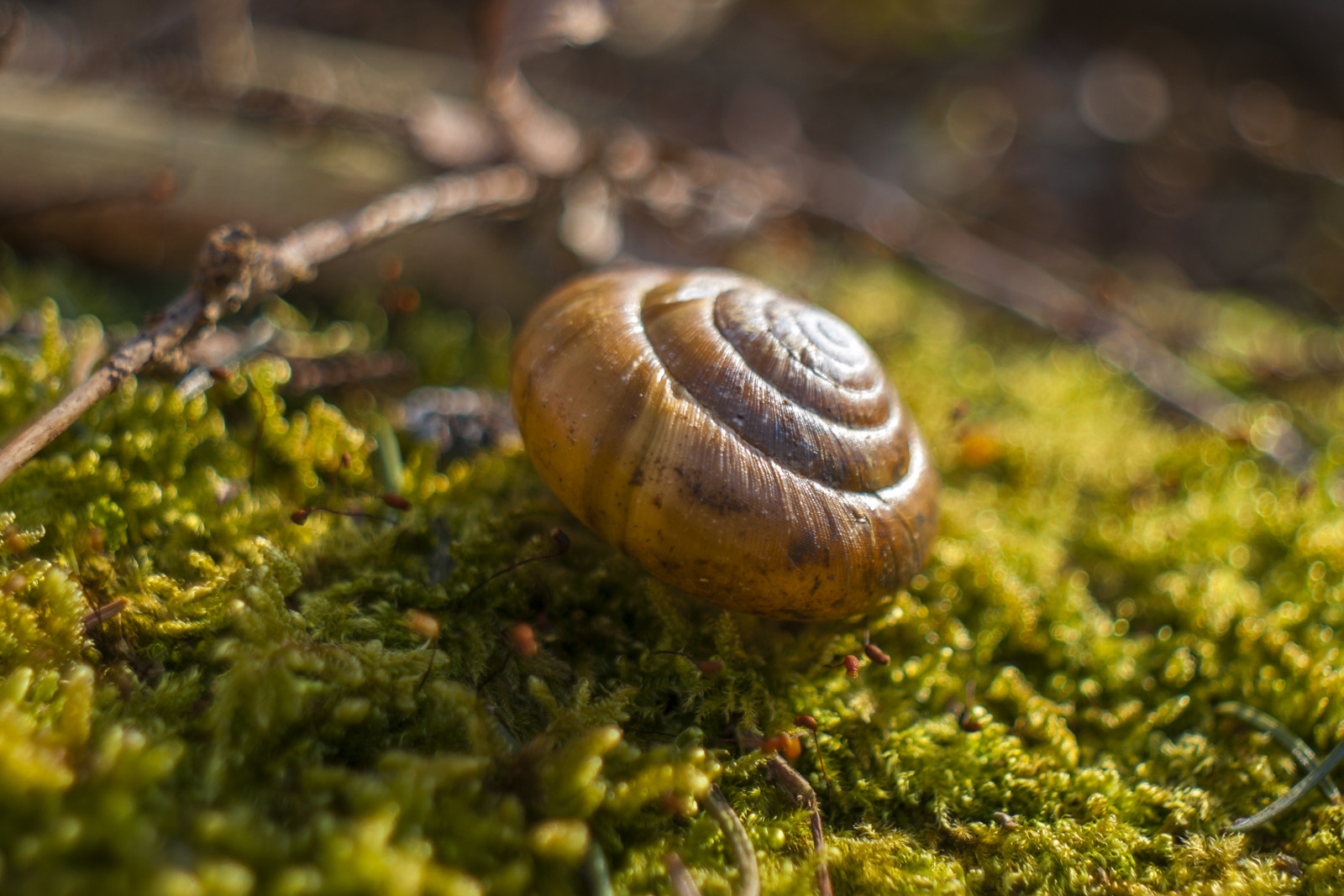 ป่า, ธรรมชาติ, แมโคร, สีเขียว, ซัมซุง, สัตว์ป่า, ดวงอาทิตย์, เหล้าองุ่น, bokeh, ฤดูใบไม้ผลิ, หอยทาก, Pentax, เดินป่า, เบา, ฤดูใบไม้ร่วง, พืช, ม้าลาย, สี, Zeiss, dslr, ngc, สัตว์ป่า, คู่มือ, manualfocus, primelens, ป่าไม้, escargot, การถ่ายภาพมาโคร, สัตว์ที่ไม่มีกระดูกสันหลัง, สัตว์โลก, หอยและทาก, หอย, หอยทาก, gx10, flektogon, animaladdiction, czjflektogon35f28