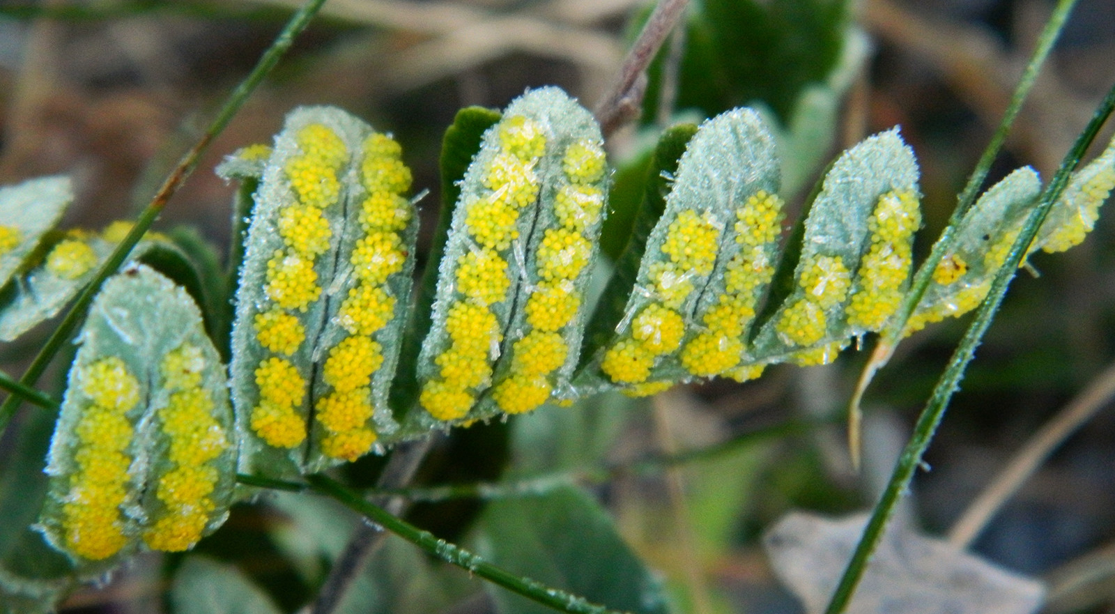flóra, rostlina, jaro, tráva