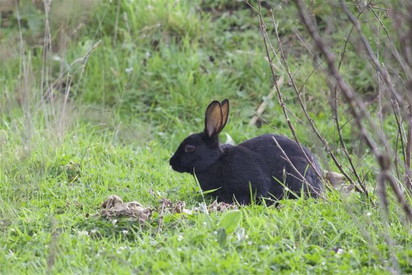 grass,wildlife,rabbit,hare,meadow,fauna