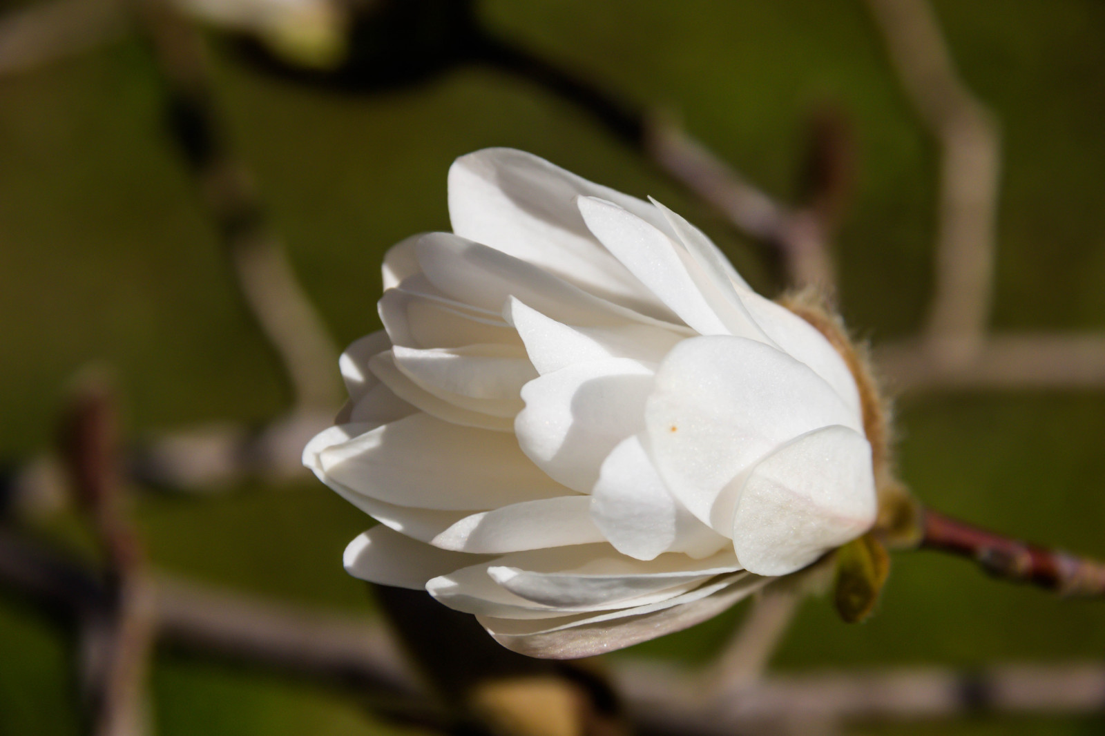 slunečnímu záření, bílý, zahrada, Příroda, park, fotografování, větev, květ, jaro, magnólie, Jasmín, list, květ, rostlina, flóra, pupen, Blomma, v r, jaro, Alnarp, okvětní lístek, Knopp, alnarpsparken, divoká rostlina, botanika, suchozemská rostlina, kvetoucí rostlina, zblízka, keř, makro fotografie, závod stonek