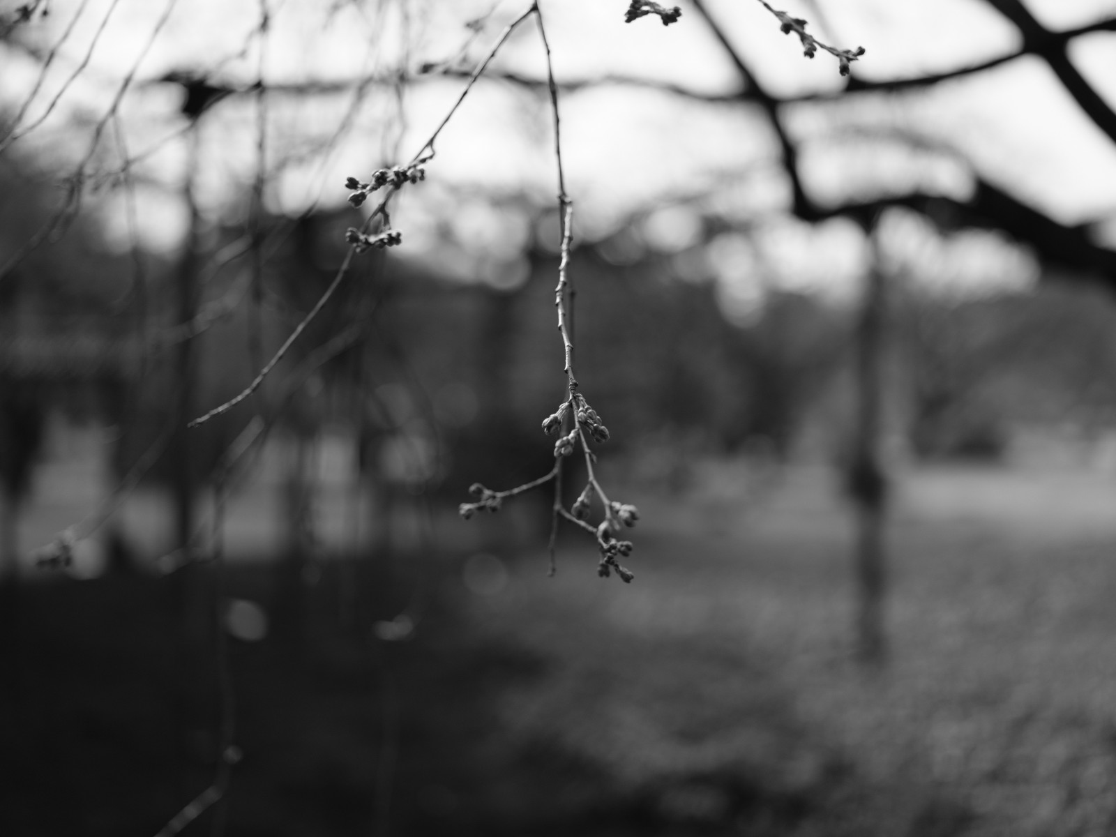 Japonsko, slunečnímu záření, bílý, Černá, černobílý, Příroda, zima, fotografování, větev, Tokio, Fujifilm, jp, světlo, strom, list, květ, rostlina, sezóna, fuji, tma, Fujinon, gf, gf63mm, gf63mmf28rwr, gfx, gfx50s, acros, Komagome, rikugien, Černý a bílý, monochromatické fotografování, dřevina