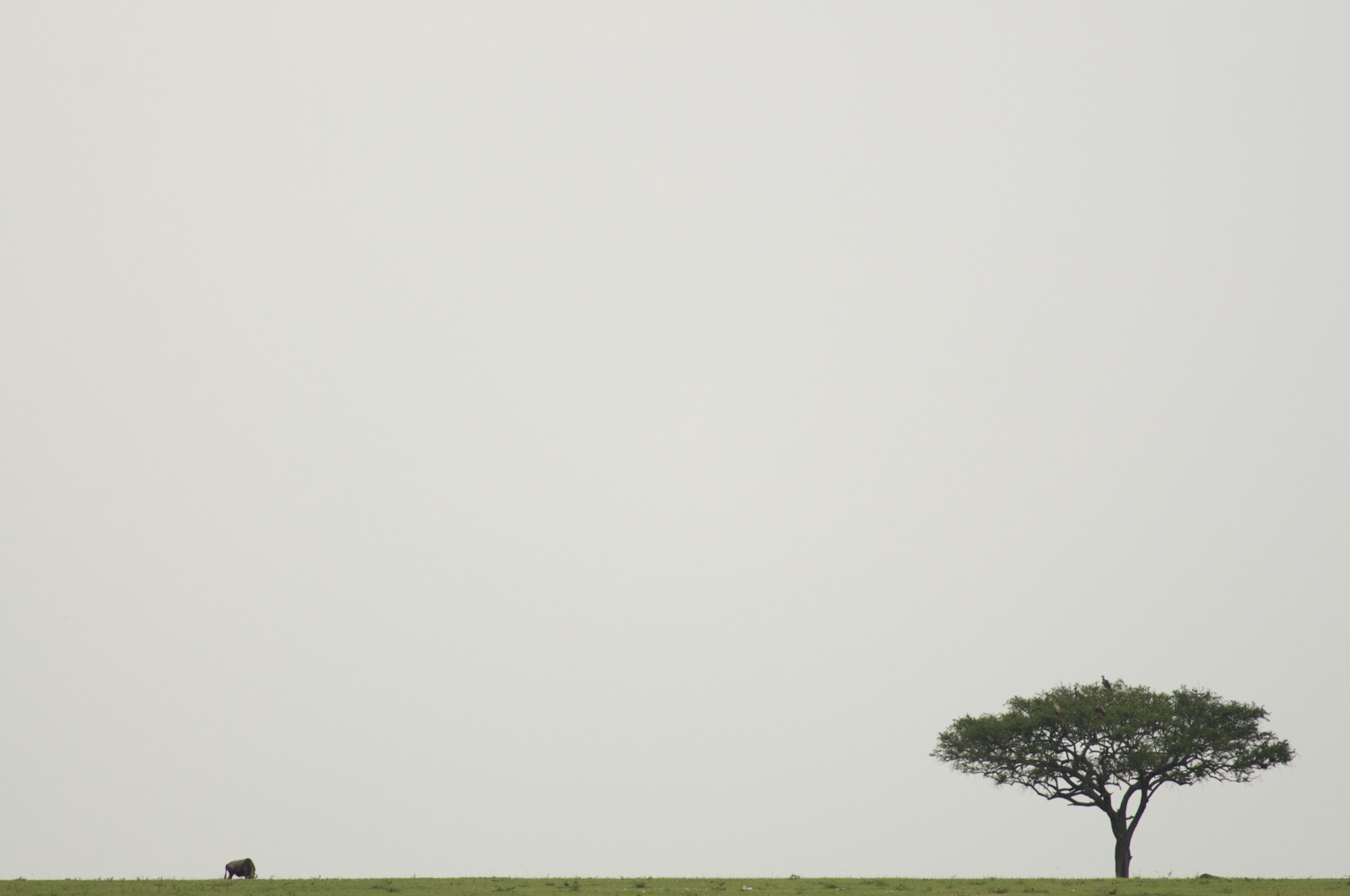 Afrika, bílý, strom, zelená, pole, tráva, Tanzanie, Nikon, umělecký, vert, jednoduchost, hugo, minimalismus, jednoduchý, čepec, paysage, arbre, blanc, Soe, oiseau, serengueti, pelouse, herbe, minimalismus, gnou, vautour, flickraward, flickraward5, flickrawardgallery, dongiovanix