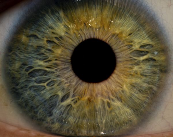 macro,Iris,detail,eye,Alex,Tampa
