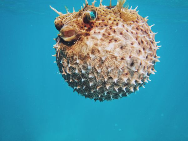 fish,underwater,coral,biology,macro photography,invertebrate