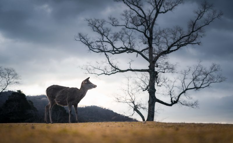 ญี่ปุ่น, กลางแจ้ง, สัตว์, สัตว์เลี้ยงลูกด้วยนม, ต้นไม้