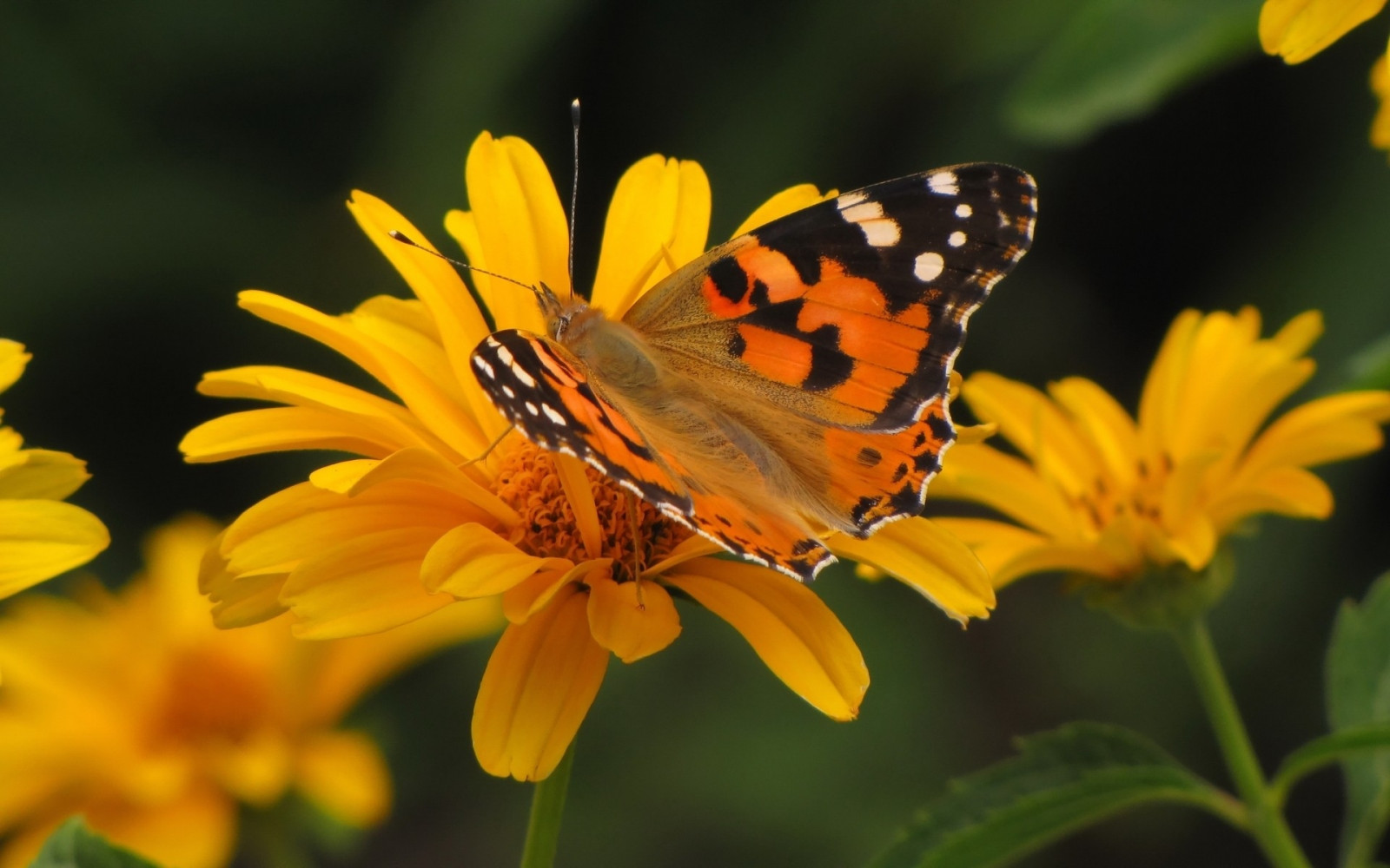 butterfly, flower, Fly, patterns