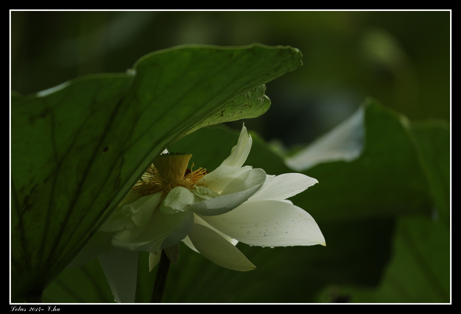 Wallpaper white, flower, beautiful, beauty, Canon, Lotus, mark, iii