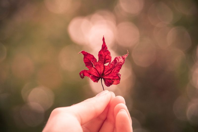 flowers, love, red, photography, green, rose flowers, love, red, photography, green, rose