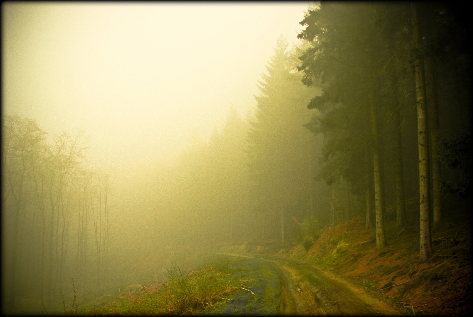 slunečnímu záření, krajina, les, Příroda, tráva, nebe, dřevo, ráno, Německo, mlha, atmosféra, prach, cesta, UMĚNÍ, strom, mlha, cesta, elitegalleryaoi, tvořivý, abigfave, theunforgettablepictures, platinumphoto, goldstaraward, Oberberg, zálesí, platinumheartawards, stock photography