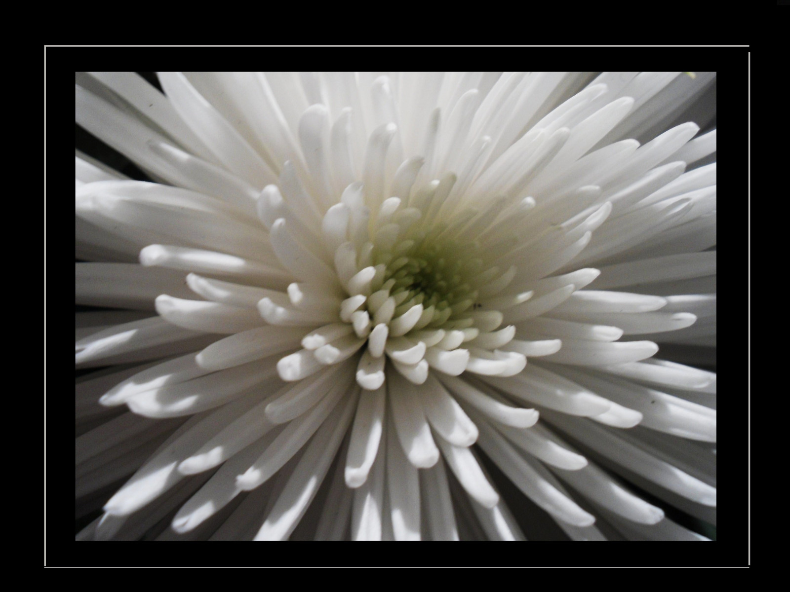 bílý, černobílý, květiny, Příroda, rostliny, fotografování, květ, květ, rostlina, flóra, barva, flores, natur, okvětní lístek, 100commentgroup, awesomeblossoms, flowersarebeautiful, OTW, Pflanzen, absolutelyperrrfect, blume, roba66, naturalezza, flor, blumen, bl deset, farbe, Flori, Černý a bílý, monochromatické fotografování, suchozemská rostlina, kvetoucí rostlina, zblízka, závod stonek, zátiší fotografování, daisy rodina, chrysanths, jednoduše nejlepší, kopretina bílá, effe, youscore, chrrysantemum, blumenorosenchrysanthemen