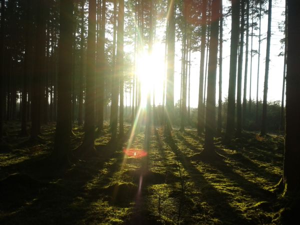 sunlight, landscape, forest, tree bark, theme parks, nature