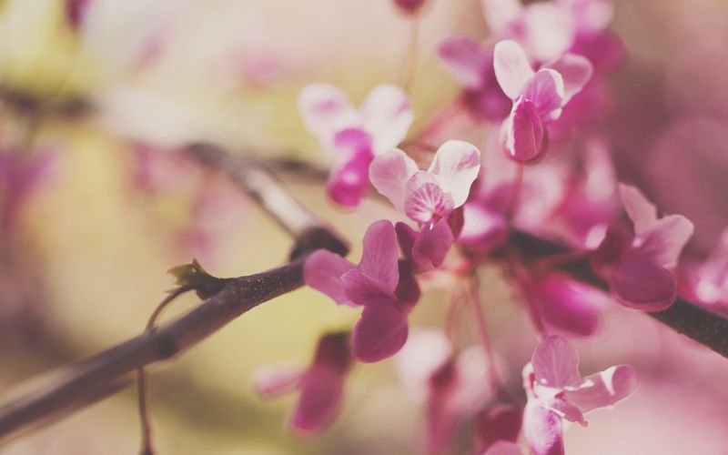 flowers, nature, photography, macro, branch, blossom flowers, nature, photography, macro, branch, blossom