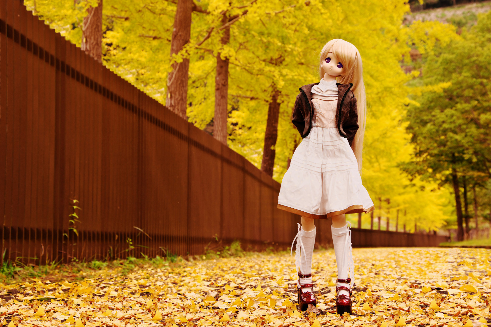 slunečnímu záření, Příroda, tráva, fotografování, šaty, žlutý, koňský ohon, Hračka, štěstí, panenka, oblečení, strom, podzim, list, rostlina, dívka, krása, dáma, fotografie, Volks, dollfiedream, jeden kus, earlyautumn, toheart2, kneehighsocks, Ennui, dlouhá sukně, Purpleeyes, Dampark, Tanzawako, Manakakomaki, Podzimní oděvy, Iinchou, Honeyblond, Ginkgotreelined