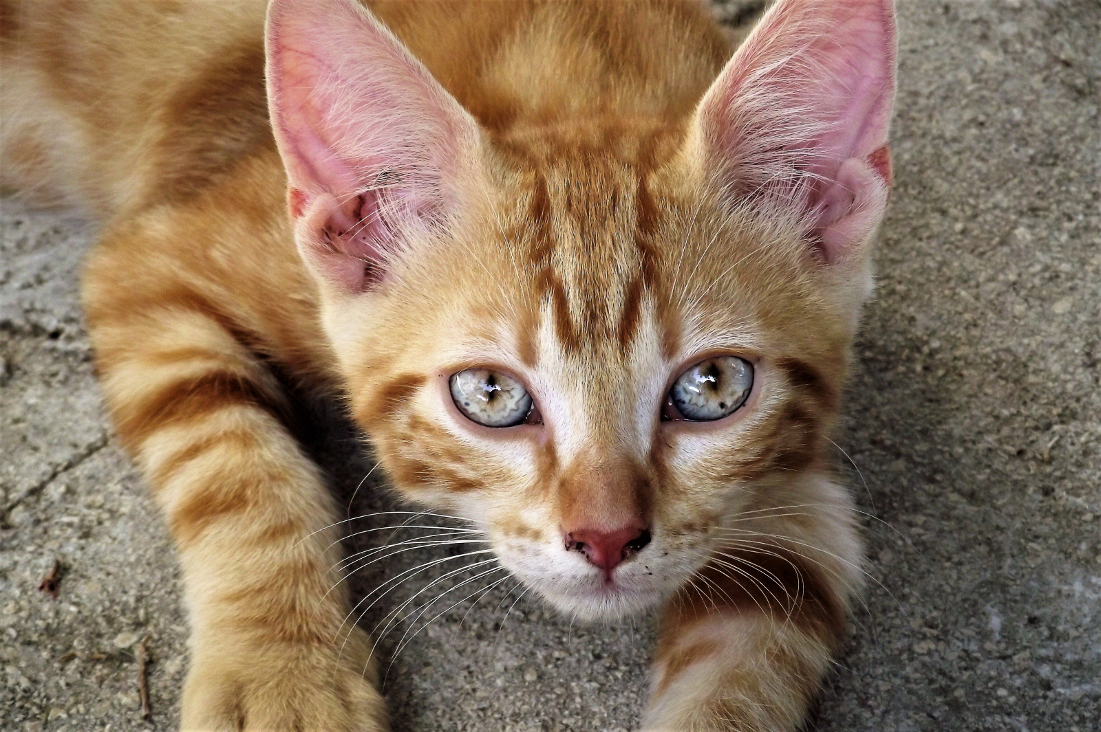 kočka, zvěř, nos, kníry, savana, divoká kočka, Krásná, kočky, kotě, fauna, savec, obratlovců, kočka jako savci, malé až středně velké kočky, mourovatá kočka, domácí krátké vlasy kočka, Bengálsko, kočka cejlonská, Evropská krátkosrstá, skřítek bob