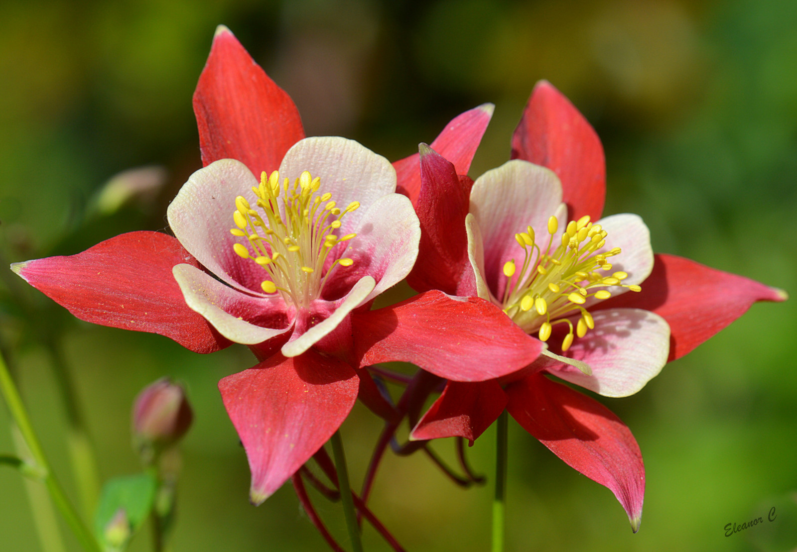 Hintergrundbilder Blumen, rot, Weiß, Garten, Aquilegia, Akelei
