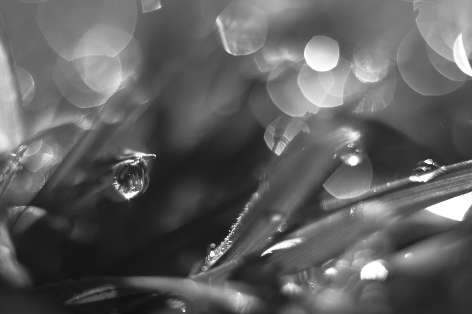 slunečnímu záření, bílý, Černá, černobílý, temný, voda, tráva, fotografování, bokeh, rosa, světlo, hloubka pole, květ, Černá bílá, tma, kapky vody, magický, kapky rosy, počítač tapeta, Černý a bílý, monochromatické fotografování, zblízka, makro fotografie, zátiší fotografování