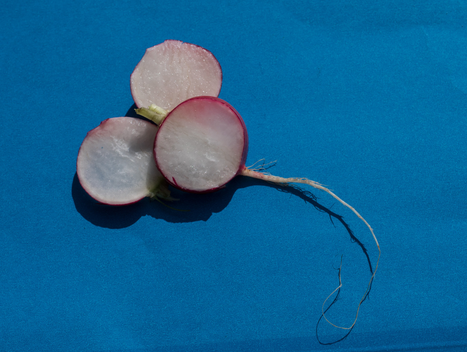 modrý, Červené, makro, zelenina, srdíčka, tři, Nikon, 6ws, srdce, Pozadí, Týden32, ředkev, plátky, project365, macromondays, macromonday, 7dos, Loveorloathe, nikonaf2dxmicronikkor40mm, Astrongflavoredheartfashionedofradishslices