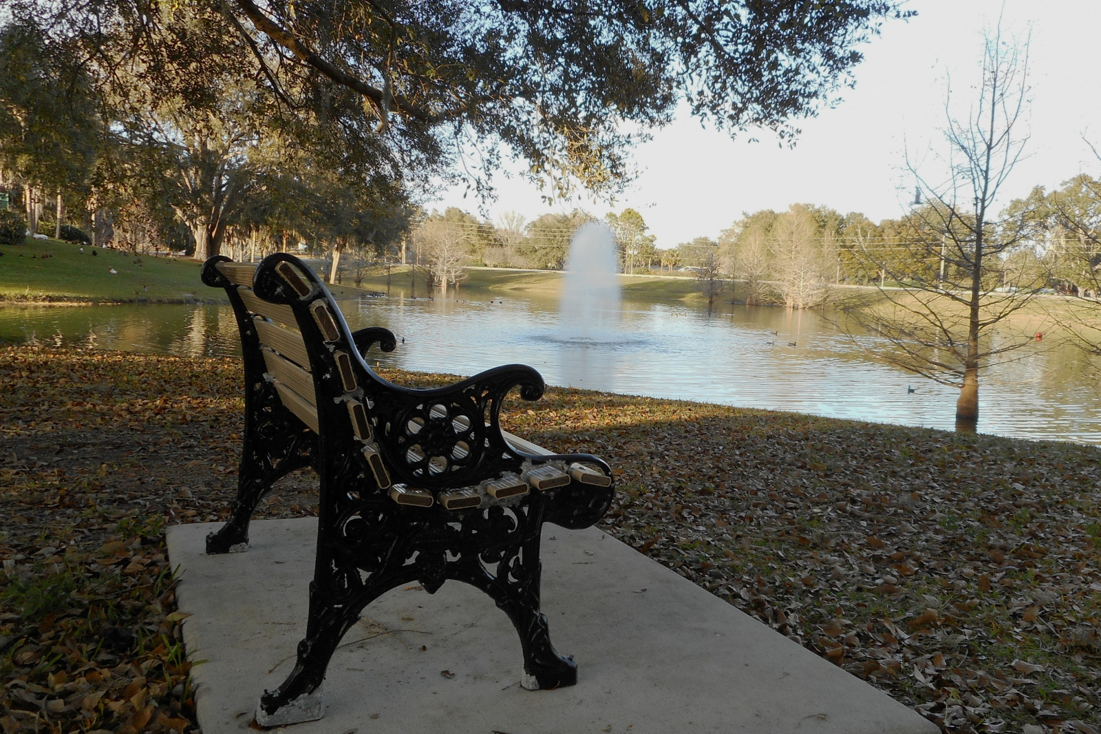 voda, strom, rostlina, odraz, tráva, krajina, rekreace, park