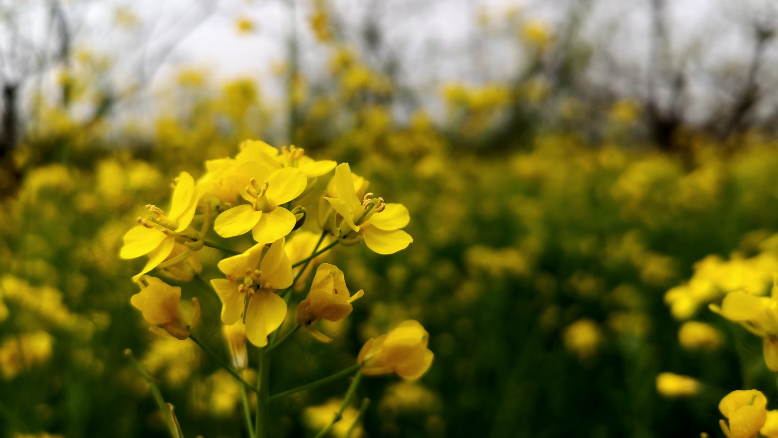 fotografování, Čína, Wuhan, hzau, huazhong agricultural university, univerzita, květiny