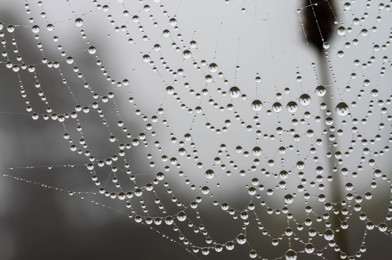 ขาวดำ, น้ำ, ธรรมชาติ, ใกล้ชิด, สาขา, bokeh, แมงมุม, น้ำค้าง, การแช่แข็ง, lightroom, ใบไม้, หยด, ใยแมงมุม, วัสดุ, บรรทัด, micronikkor5535, sonynex5r, ใกล้ชิด, การถ่ายภาพมาโคร, สัตว์ที่ไม่มีกระดูกสันหลัง, ความชื้น, ใยแมงมุม