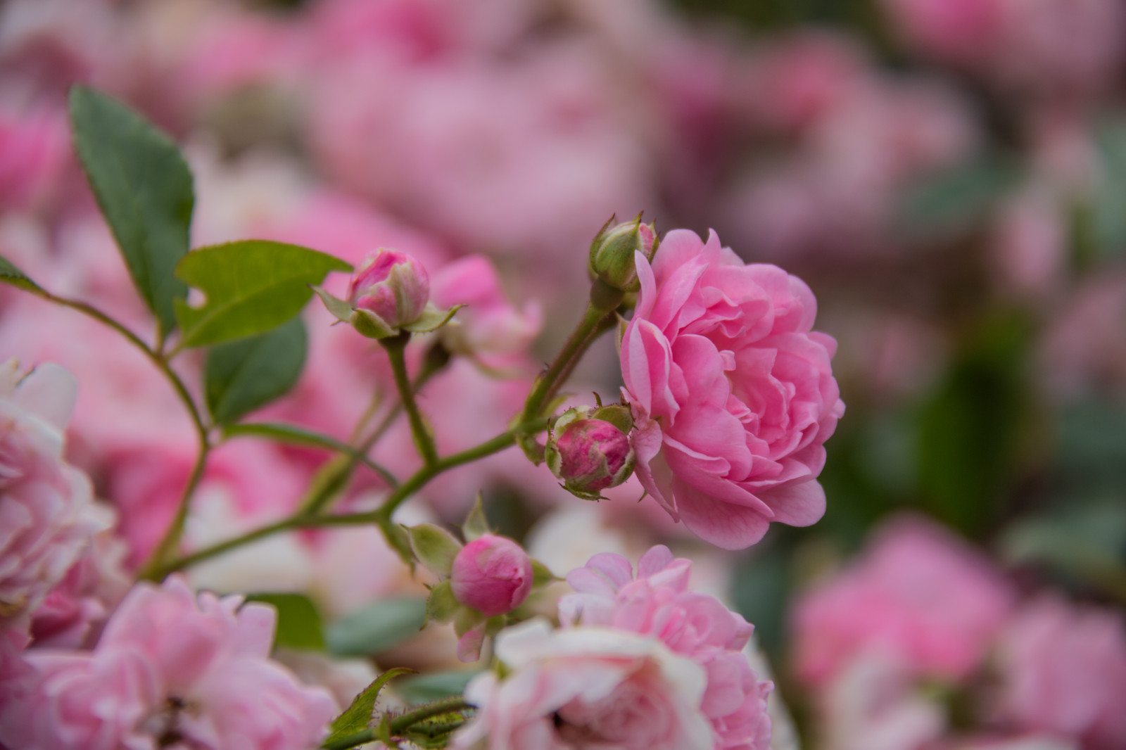 větev, růže, květ, růžový, květ, rostlina, flóra, Blomma, exif modelu canoneos760d, geocountry, Kamera aby kánon, geocity, Model fotoaparátu canoneos760d, geostate, geolocation, EXIF čočka efs18200mmf3556is, EXIF otvor 56, exif focallength 200mm, exif aby kánon, EXIF isospeed 100, katrinetorp, katrinetorpslanderi, okvětní lístek, rosa, botanika, suchozemská rostlina, kvetoucí rostlina, keř, makro fotografie, zahradní růže, růže rodina