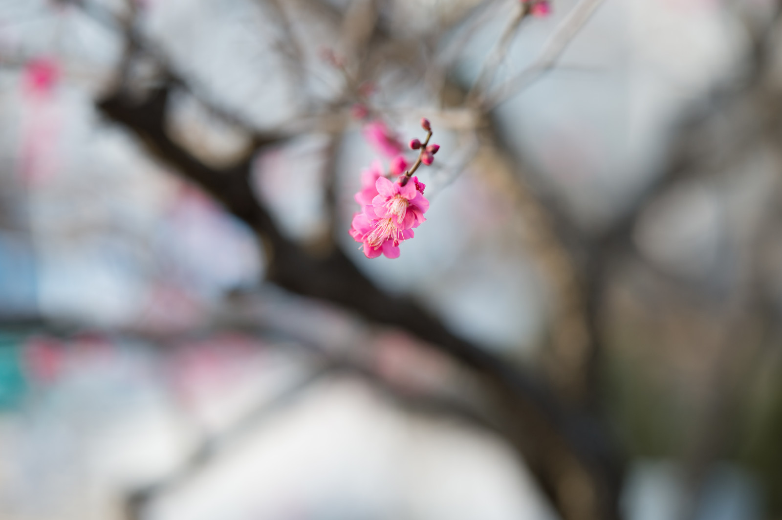 Japonsko, Červené, fotografování, větev, Třešňový květ, Nikon, květ, růžový, jaro, Tokio, jp, barva, NIKKOR, list, květ, rostlina, sezóna, UME, flóra, okvětní lístek, afs105mmf14eed, afsnikkor105mmf14eed, df, ikegamibaien, Ikegami, japaneseapricot, botanika, zblízka, makro fotografie