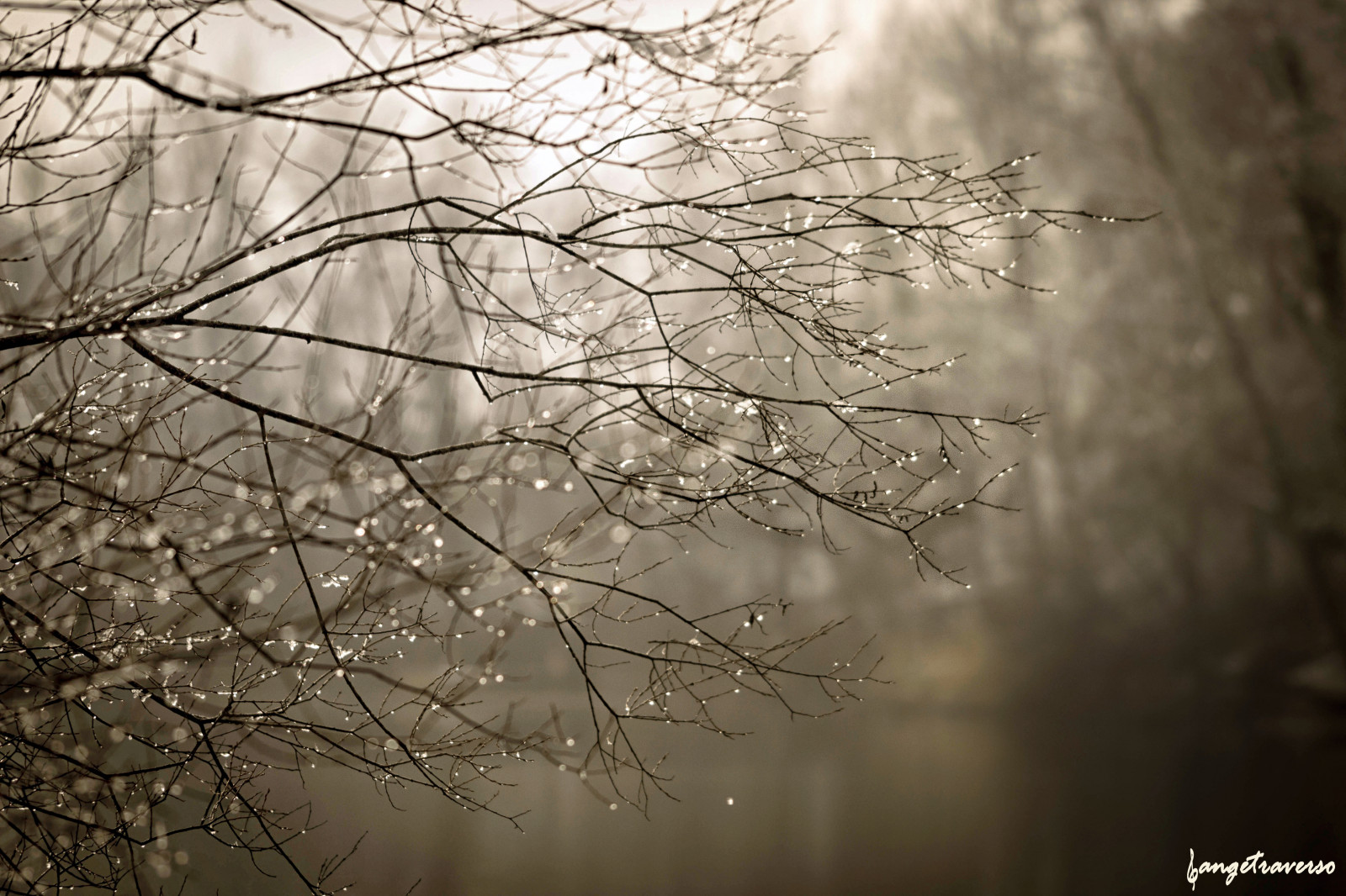 Frankrig, kold, træ, Canon, eau, hiver, sigma, dråbe, Arbres, foret, arbre, Goutte, etang, gouttes, Haute-Savoie, gouttedeau, canon600d, sigm105macro, angetraverso, acontretemps