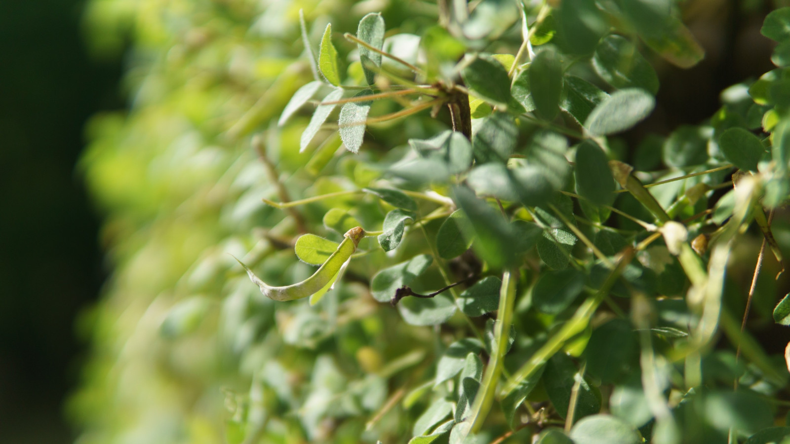 slunečnímu záření, jídlo, Příroda, tráva, rostliny, větev, ovoce, zelená, květ, Křoví, Evergreen, strom, list, květ, rostlina, flóra, vyrobit, botanika, suchozemská rostlina, kvetoucí rostlina, dřevina, keř, makro fotografie