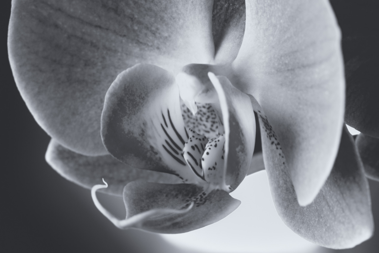 bw, blackwhite, flower, macromondays, orchid, blackandwhite, macro, shawnharquailcom, snow