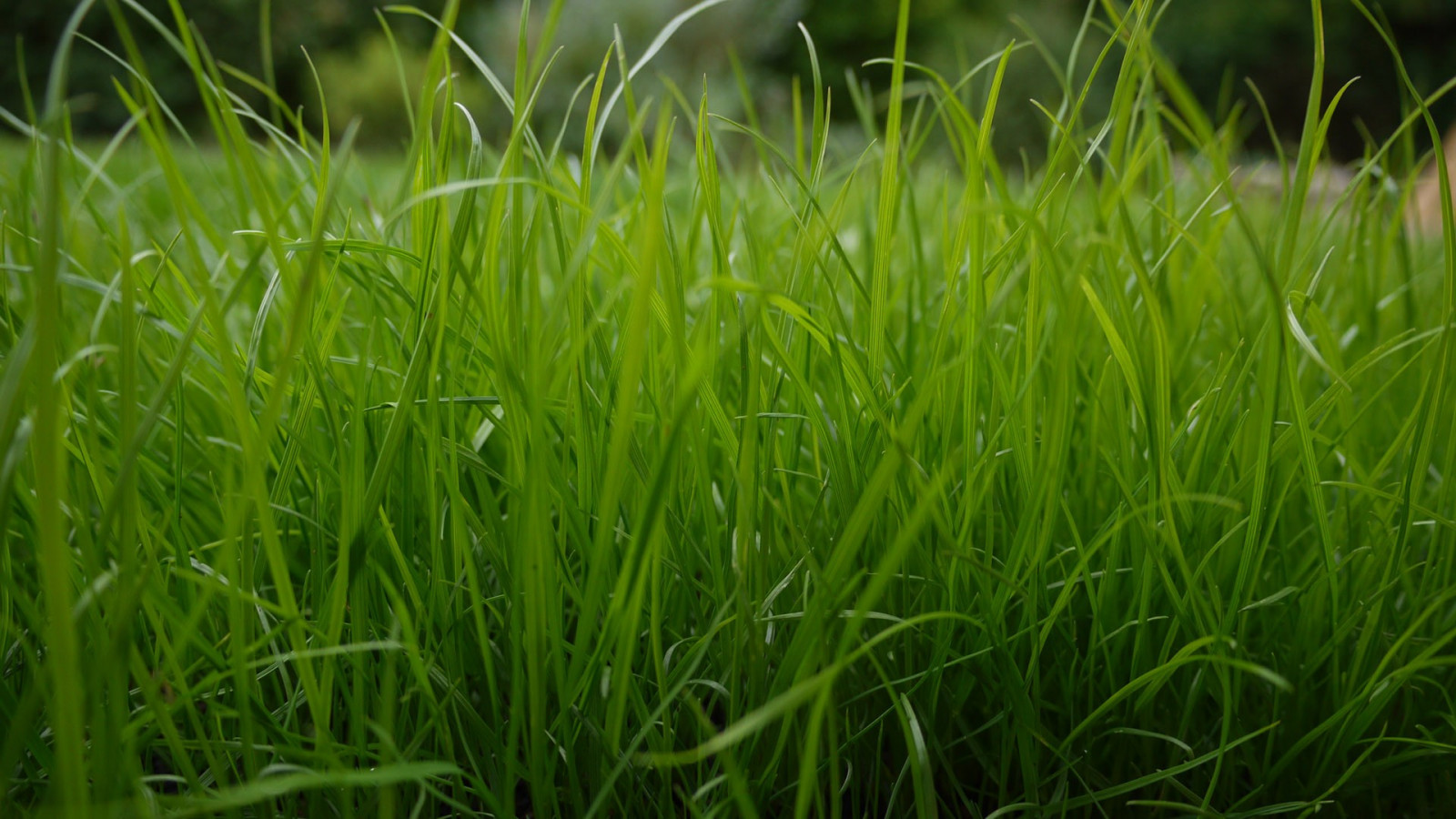 Sfondi Piante Campo Verde Fiore Prateria Pascolo Agricoltura 
