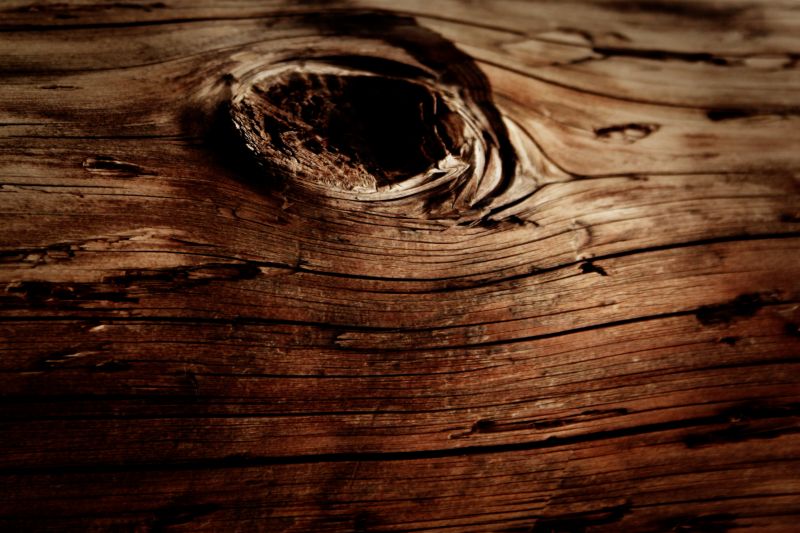 slunečnímu záření, Příroda, fotografování, dřevo, makro, větev slunečnímu záření, Příroda, fotografování, dřevo, makro, větev